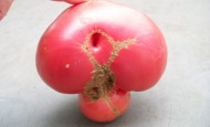 Moon Tomato 2008