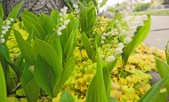 Shawna Coronado's behind-the-fence garden in spring.