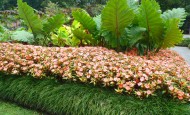 Three level planting combination - short, medium, and tall tropical plants.