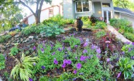 Petunias and the house