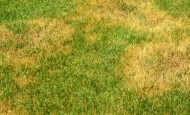 Brown patch fungus on grass.