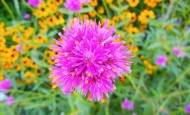 Gomphrena fireworks in Shawna Coronado's back garden.