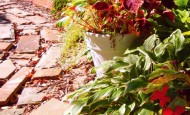 Coleus Containers