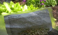 Green Bean seeds from friends