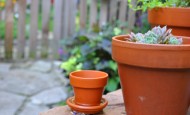 Hen and Chicks on Shawnas patio