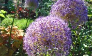 Globemaster Alliums in Shawna Coronados garden