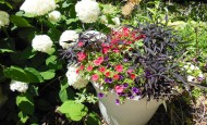 Drought tolerant container garden late June