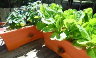 GrowBox planters growing on Shawna Coronado's balcony
