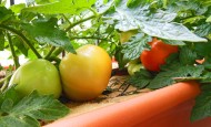 How To Plant A Tomato Results - Tomatoes in July