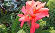 Canna mixed with cabbage and other tropicals in Shawna Coronado's front lawn vegetable garden.