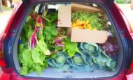 Fresh vegetables from the front lawn veggie garden for a food pantry delivery.