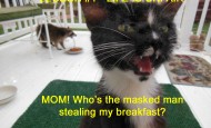 Life is Unfair Cat
