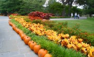 Pumpkins lining a walkway for the holidays