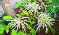 Bi-color foliage Agapanthus africanus Summer Sky PPAF