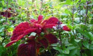 Coleus and Thai Basil