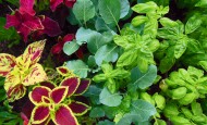 Coleus mixed with Basil and Collard Greens