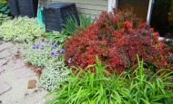 Compost Bin in the suburbs