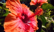 Hibiscus rosa-sinensis 'Erin Rachel'
