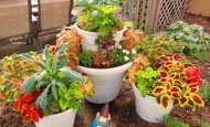 Lacinto Kale Coleus and Stacked Containers