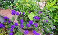 Purple verbena and bacopa mix