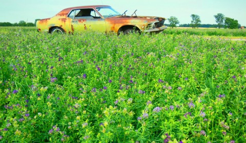Recycle Car