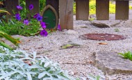 Reseed Petunia in Shawna's garden.
