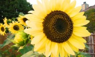 Lemon Queen Sunflower