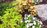 Sweet potato, impatiens, and coleus