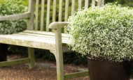 Diamond Frost Euphorbia