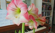 Amaryllis in full bloom
