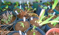 Homemade Planting Tags and Plants