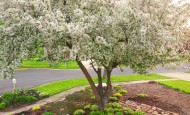 Shawna Coronado Garden TV Tree View