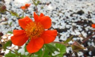 Geum Sea Breeze PPAF