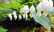 White Bleeding Hearts in May