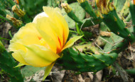 Cactus Eastern Prickly Pear found in Illinois and Indiana