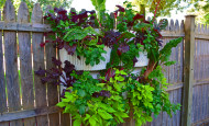 Living Wall Planter on Shawna Coronado fence