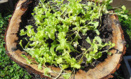 Stump Lettuce Garden with Lettuce Seed Growing