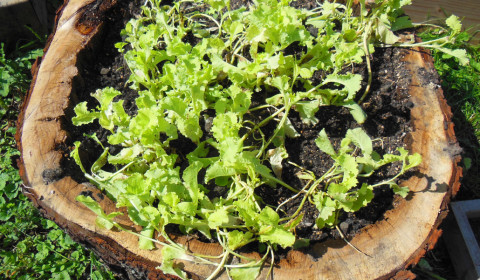 Stump Lettuce Garden with Lettuce Seed Growing