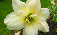 White Amaryllis in bloom Christmas in July Garden