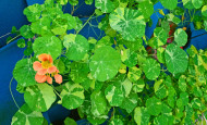 Nasturtiums growing in Shawna Coronado vertical wall garden