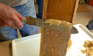 Raw Honey Cutting the Combs 2