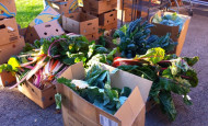 Vegetables for my food pantry