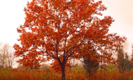 Red Fall tree in Illinois by Shawna Coronado