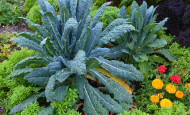 Ornamentals and Vegetables Living Together In Perfect Harmony