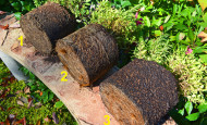 Root Results of Compost Manure Tea Experiment