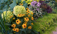 Side Garden View with hydrangea, black eyed susans, hosta