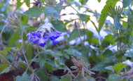 The Last Flower Blooming Superbena Violet Ice
