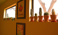 Cactus Design in High Window