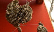 Wasp Nest Mobile Feature Image