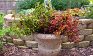Coleus Under the Sea Hort Couture Container Garden